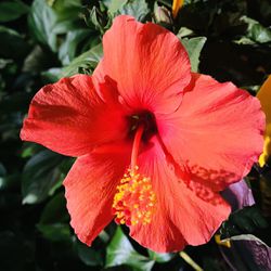 Hibiscus Plants, Roughly One To 2 Feet Tall
