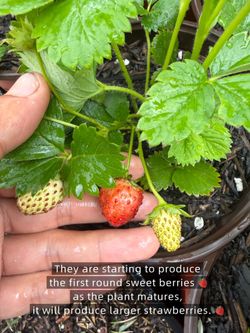 🍓 Sweet Everbearing Strawberry Plants – Flowers, Fruit & More Harvests Coming!