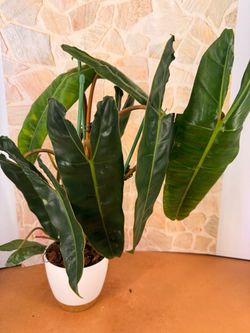 Philodendron Billitae Plant - 5inch self watering $45