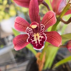 Cymbidium Orchid, Flowering Now