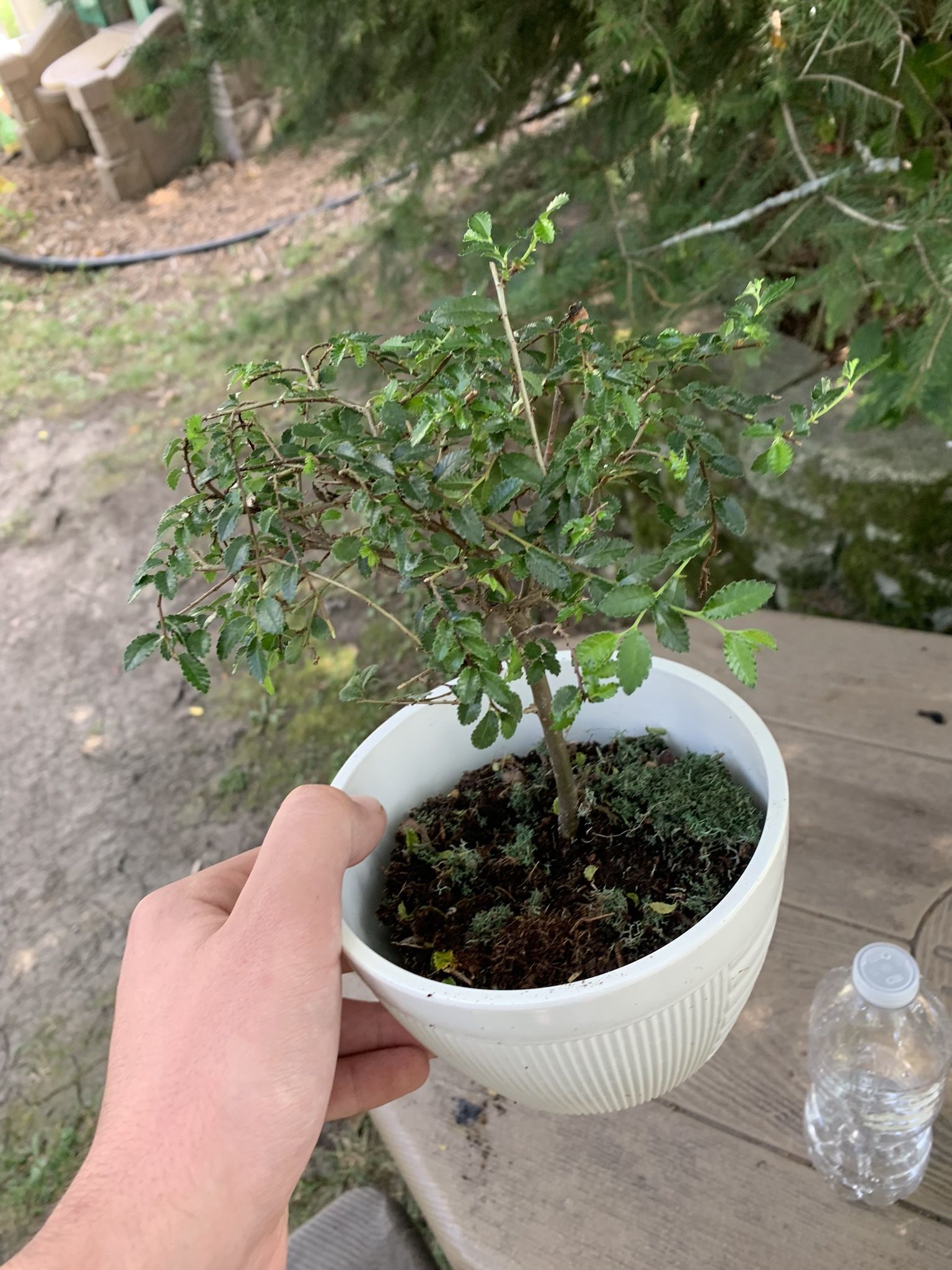 Zelvoka Bonsai Tree Plant!! $40!!