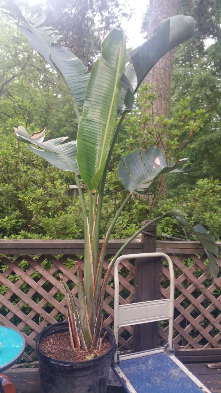 Large Brazilian Bird of paradise potted plant Red Flowers