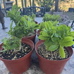 Monadenium Plants 