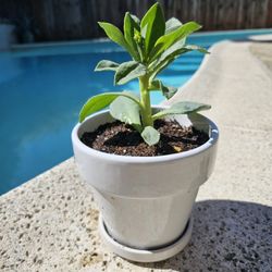 Rock Purslane Succulent In Pot