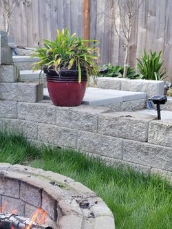 Huge beautiful agapanthus plant perennial 