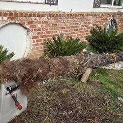 22' Mexican Fan palm