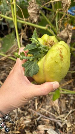 Sprouting Chayote $5 Each 