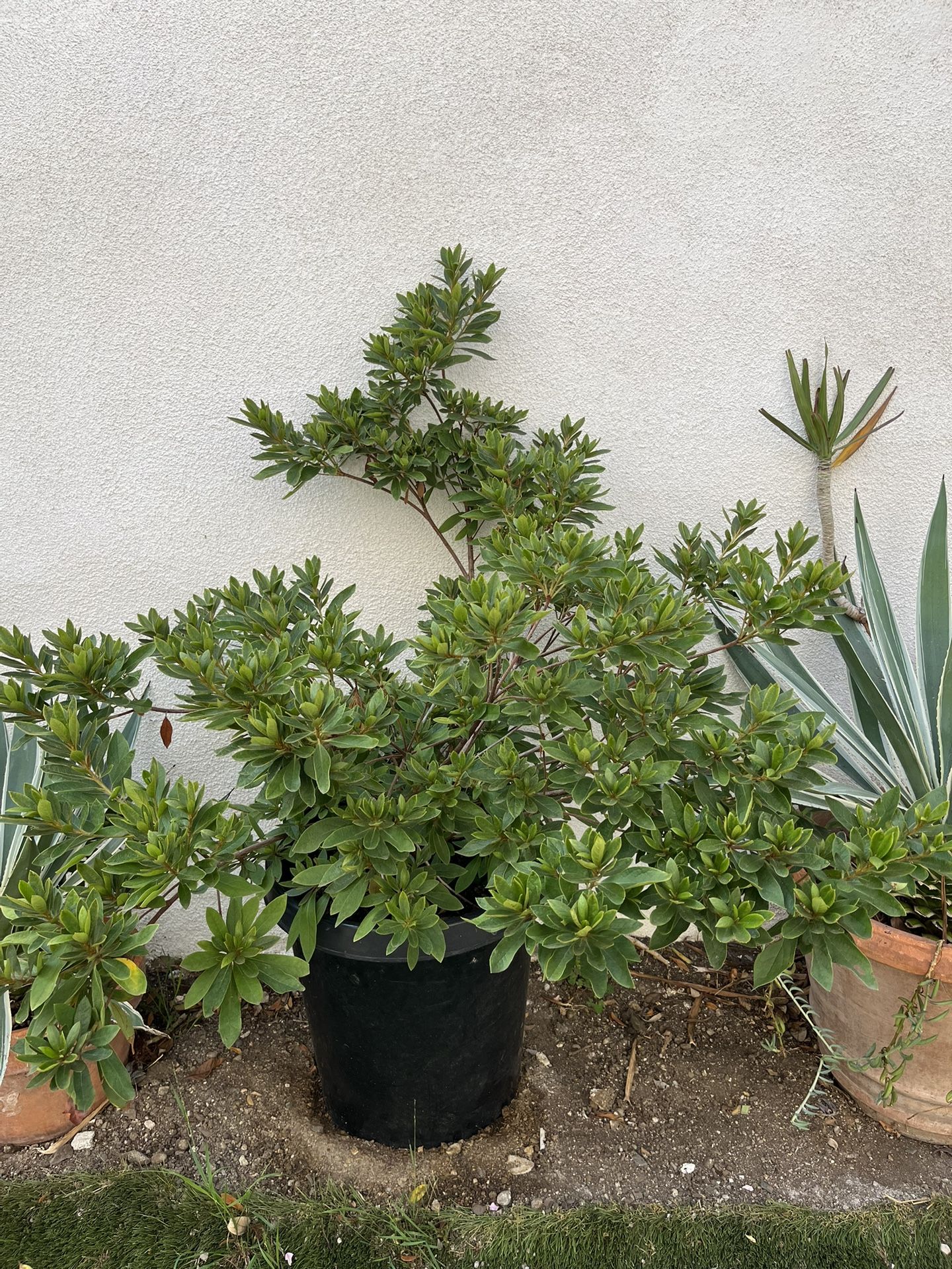 5 Pink Azalea Plants ๐บ