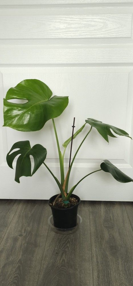 Monstera $40