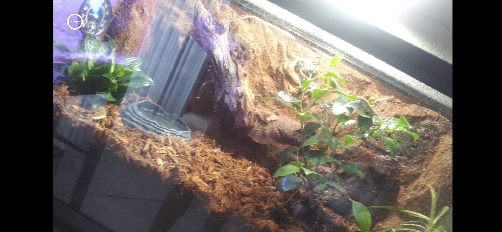 30 Gallon Custom Background Tank And Stand