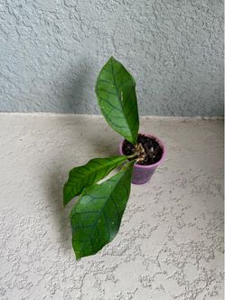 Hoya  Finlaysonii   Plant