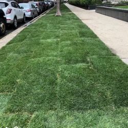 Sod For Sale 