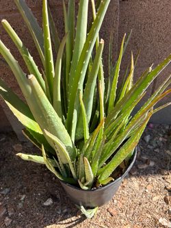 Aloe vera plant