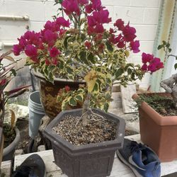 Bonsai Bougainvillea Flowers 