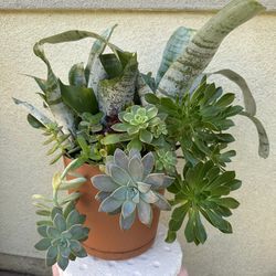 Assorted Succulent Plants
