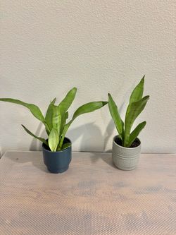 Snake plants