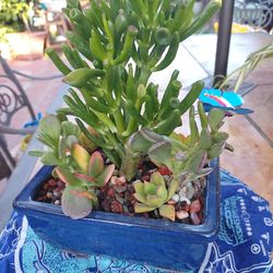 Blue  Ceramic Cutest Succulents 🎀🌵