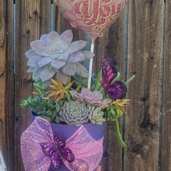 Real Succulent Arengement