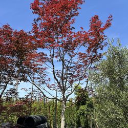 Japanese Maple (Bloodgood)