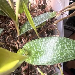 Plant leopard lily Ledebouria socialis (Silver Squill) succulent variety