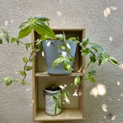 Small Wall Shelf