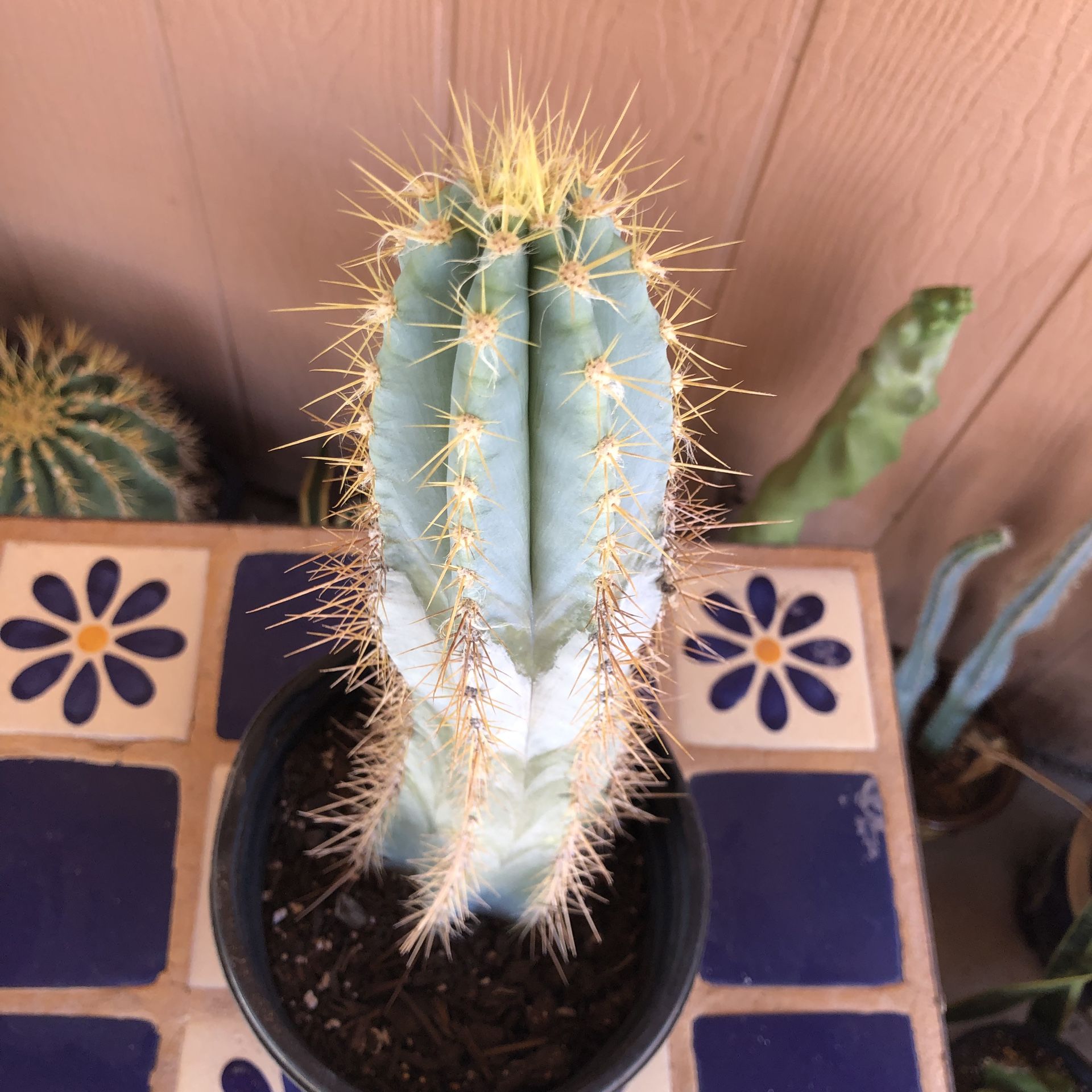 Cactus Plant Pilososcereus Blue Hairy-man Fully Rooted RARE
