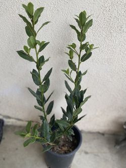 Laurus Bay Leaf Herb Plant, In 1 Gallón Pot Pick Up Only