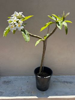 White Plumeria
