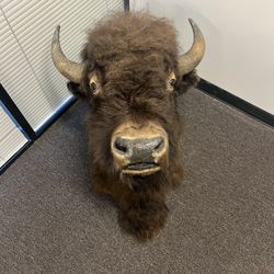 Genuine Bison Head Mount 