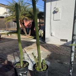 Euphorbias Plant - 24” High - Cactus / Succulent 