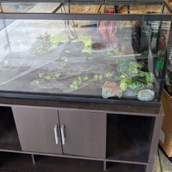 55 Gal Aquarium With Stand