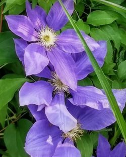 Clematis plant and pot