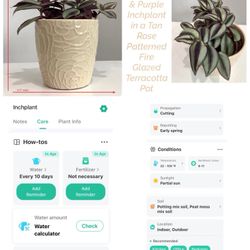 Live Green & Purple Inchplant in a Tan Rose Patterned Fire Glazed Terracotta Pot