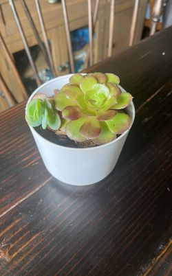 Succulent Plant