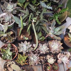 Cactus And Other Succulents For Sale.  Small To Large