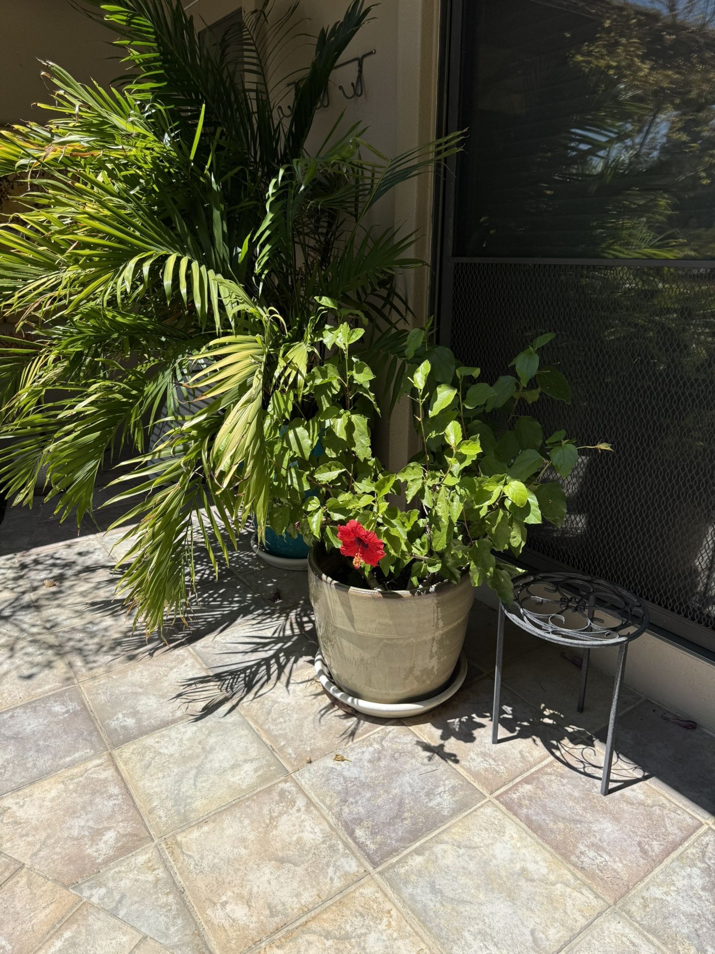 Medium Ceramic Pot Includes Plant!