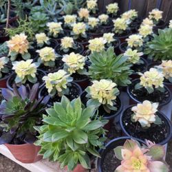 Succulents Plants 4”pot