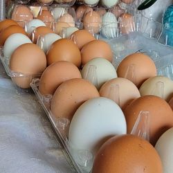 Huevos Organicos / Fresh Organic Eggs
