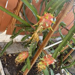 Dragon Fruit Plant . 