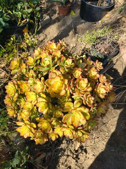 Aeonium plant