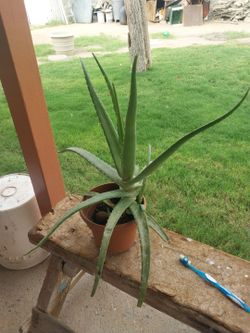 Large Aloe Vera Plant in Pot