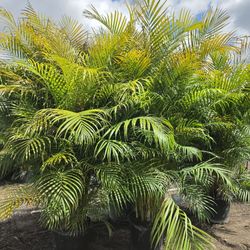 arecas and podocarpus About 8  feet tall over the pot Instant privacy Hedge for fence green full 