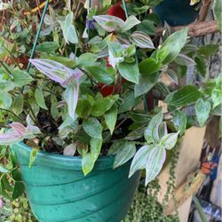 Plant In Hanging Pot Beautiful. ..