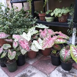 Caladium Plants For Sale With Pots