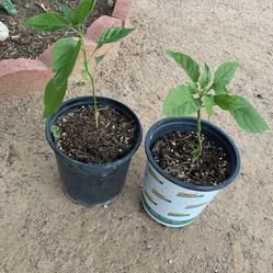 Chili Plant/ Planta De Chile