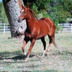 Horse Help Needed!