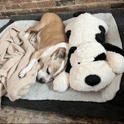large dog stuffed animals
