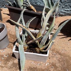 Agave Americano And 2 Century Plants 