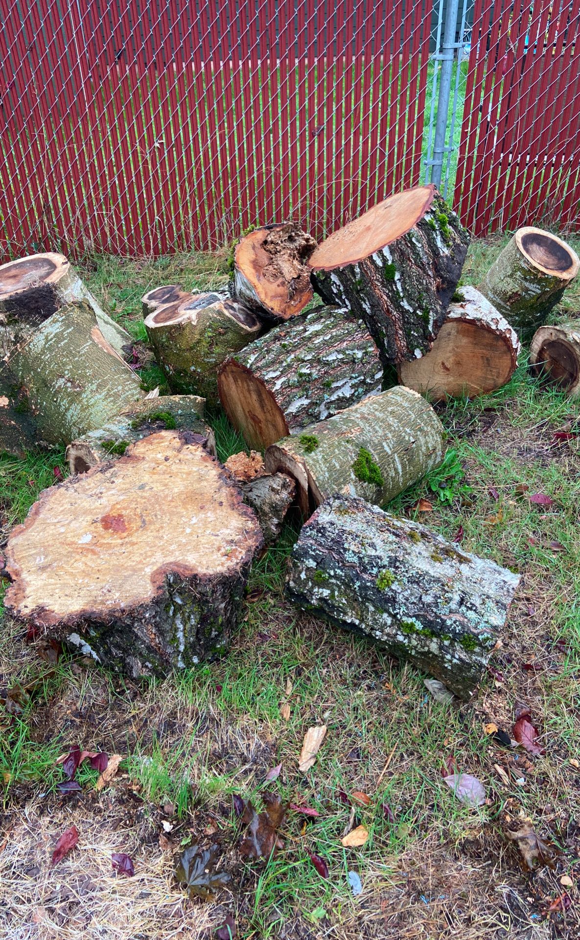 Free birch wood rounds