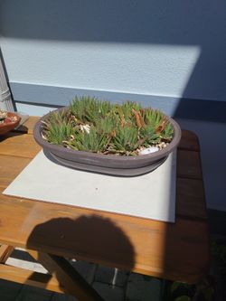 Aloe Plants In Large Container